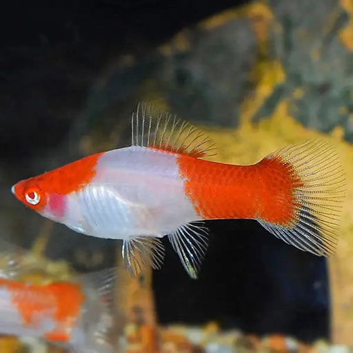 Kohaku swordtail - livestock