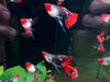 Koi tuxedo short body guppy - big c pair - livestock