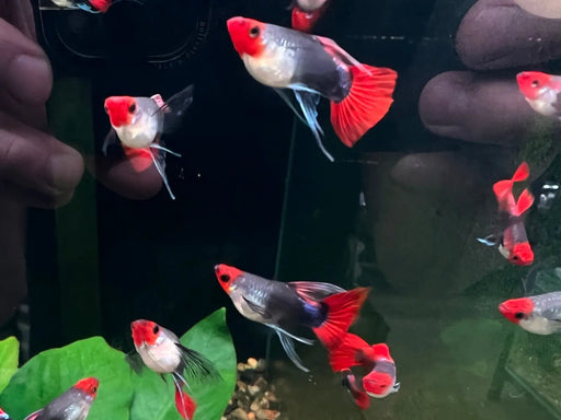 Koi tuxedo short body guppy - big c pair - livestock