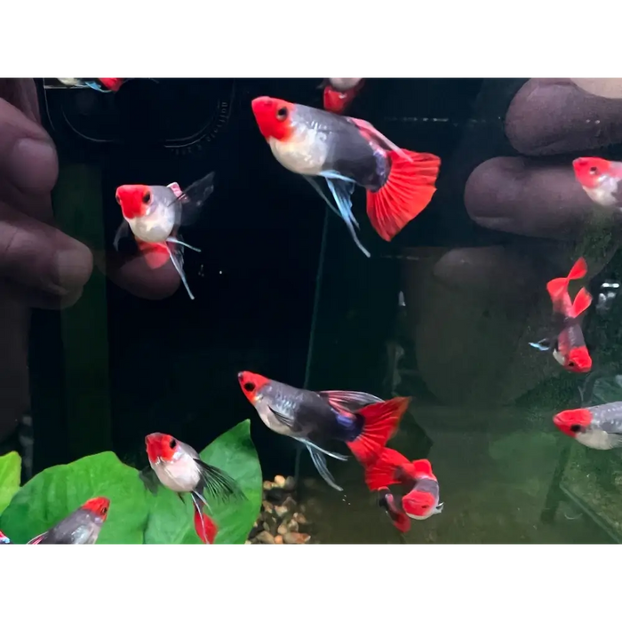 Koi tuxedo short body guppy - big c pair - livestock