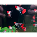 Koi tuxedo short body guppy - big c pair - livestock