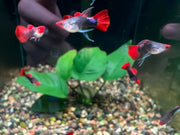 Koi Tuxedo Short Body Guppy - Topick Aquarium Canada