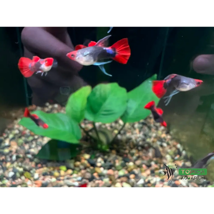 Koi tuxedo short body guppy - livestock