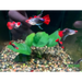 Koi tuxedo short body guppy - livestock
