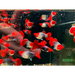 Koi tuxedo short body guppy - regular pair - livestock