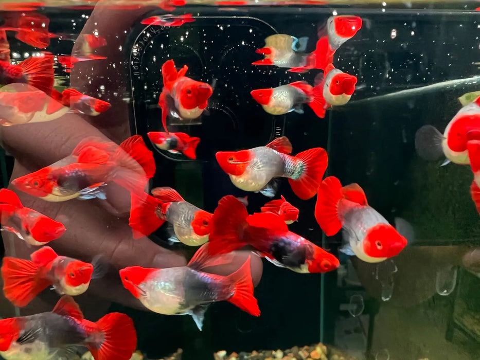 Koi tuxedo short body guppy - regular pair - livestock