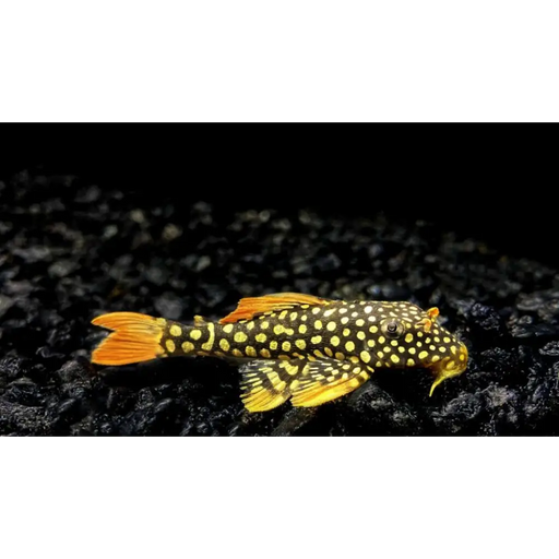 L014 goldie pleco - small ~5cm - livestock