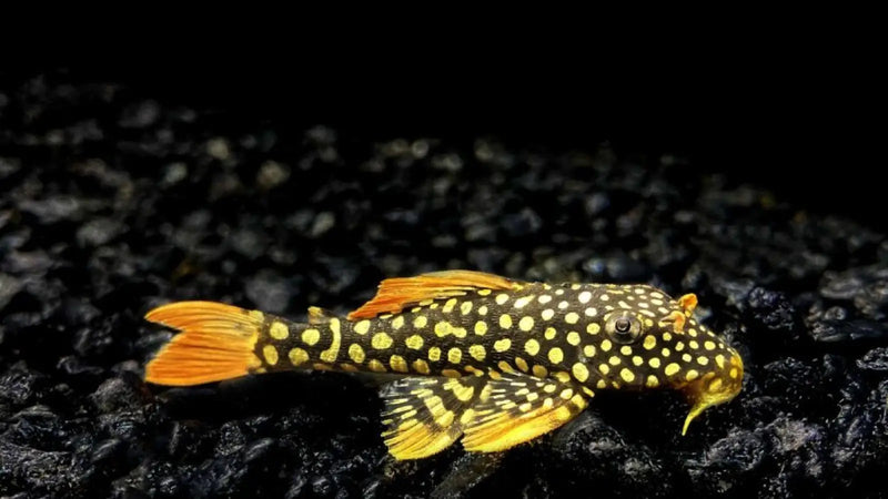 L014 Goldie Pleco - Small (~5 cm) - Topick Aquarium