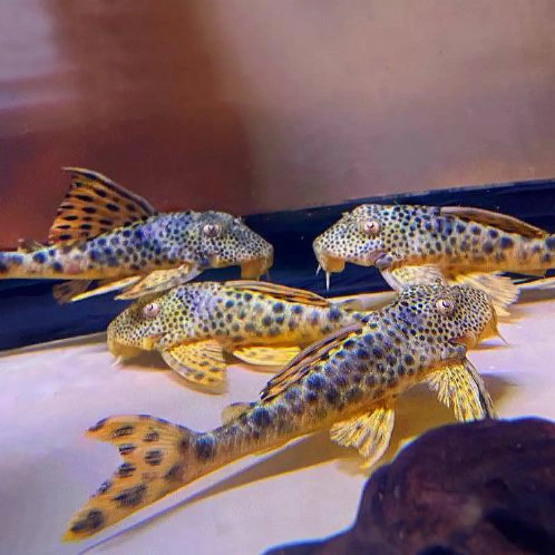 L124 Para Pleco - Medium (~6 cm) - Topick Aquarium