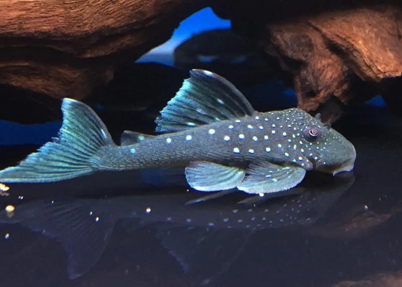 L128 Blue Phantom Pleco - Small (~4 cm) - Topick Aquarium