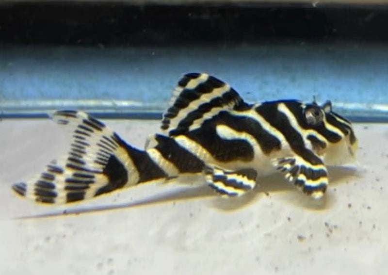 L134 Leopard Frog Pleco - Small (~4 cm) - Topick Aquarium