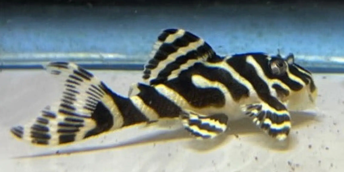 l134-leopard-frog-pleco-small-