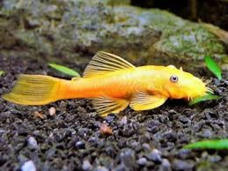 Blue Eye Lemon Bristlenose Pleco - Shortfin (~4 cm) - Topick Aquarium