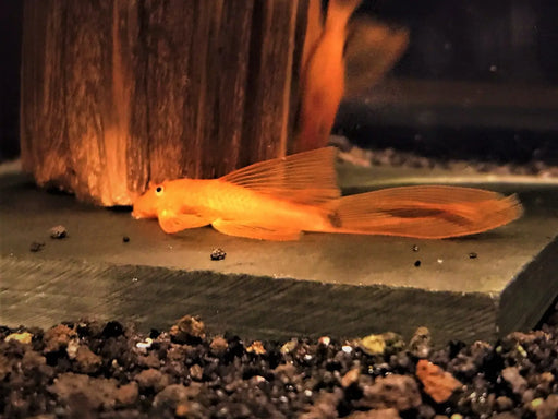 L144 super red bristlenose pleco - longfin (~4cm)