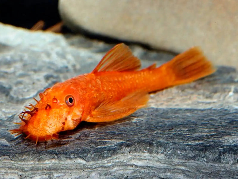 Super Red Bristlenose Pleco - Shortfin (~4 cm) - Topick Aquarium