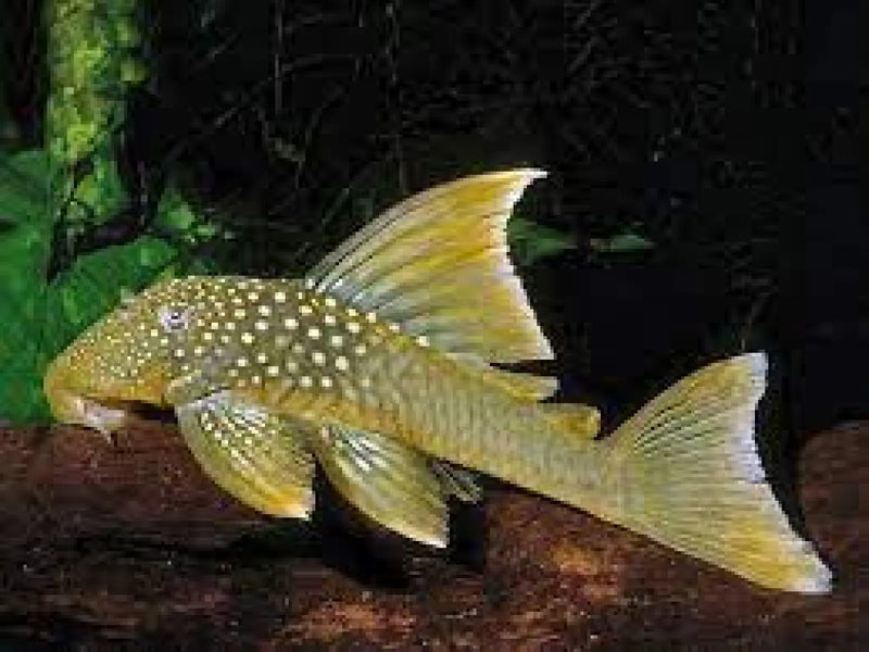 L200a High-Fin Green Phantom Pleco - Medium (~8 cm) - Topick Aquarium