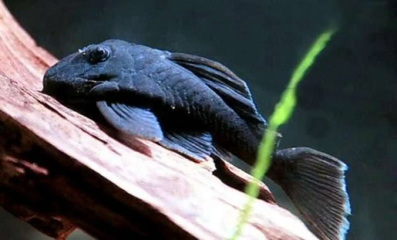 L239 Blue Panaque Pleco - Large (~10 cm) - Topick Aquarium