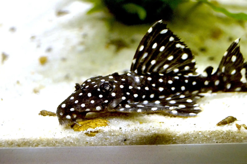 L240 Vampire Pleco - Medium (~10 cm) - Topick Aquarium
