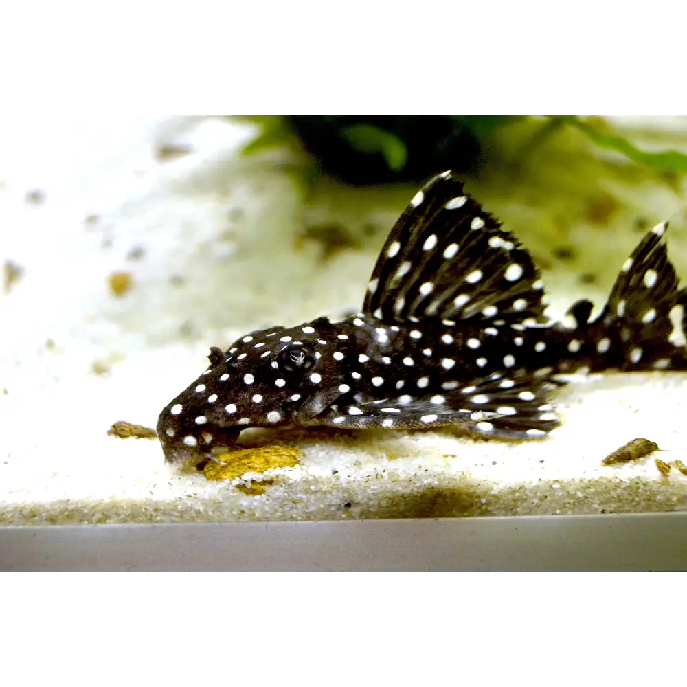 Cold water pleco sales fish