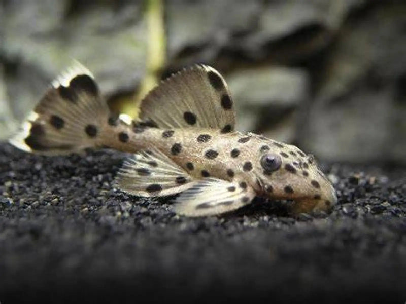 L264 Sultan Pleco - Small (~4 cm) - Topick Aquarium