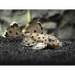 L264-sultan pleco - single (~4cm) - livestock