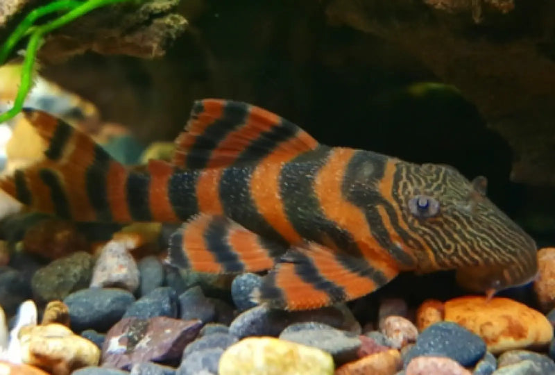 Topick Aquarium - L397 Alenquer Tiger Pleco