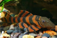 L397 alenquer tiger pleco - small ~3-4cm - livestock