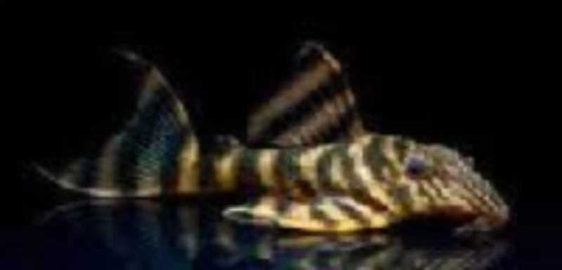 L398 Tankei Tiger Pleco - Small (~3–4 cm) - Topick Aquarium