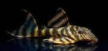L398 tankei tiger pleco - small ~3-4cm - livestock