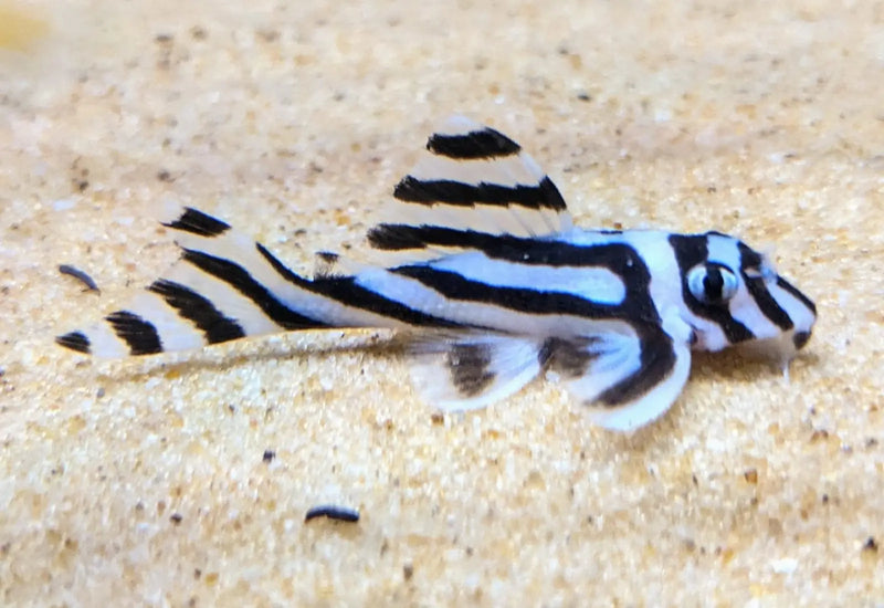 L046 Zebra Pleco - Small (~2.6–2.8 cm) - Topick Aquarium