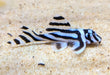 L46 zebra pleco - livestock