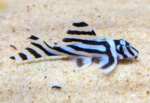 L46 zebra pleco - livestock