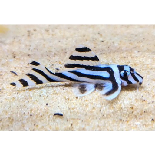 L46 zebra pleco - small 3-3.5cm - livestock