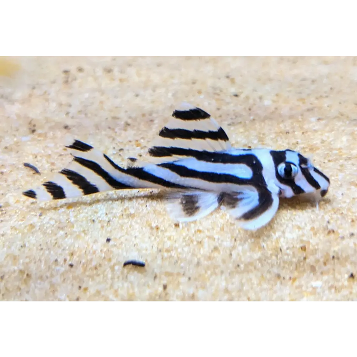 L46 zebra pleco - small 3-3.5cm - livestock