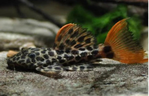 L600 leopard cactus pleco - livestock