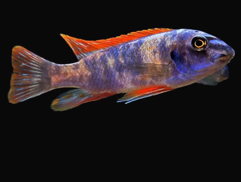 Red Top Marmalade Cat Mbuna (Labeotropheus trewavasae "Red Top Marmalade Cat")