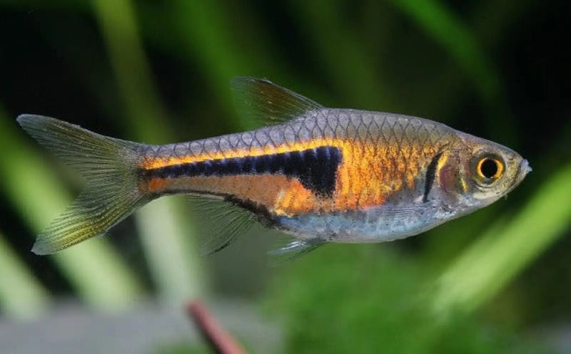 Lambchop Rasbora - Topick Aquarium Canada