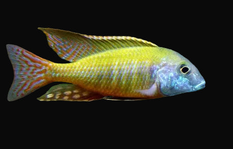 Kande Island Lethrinops (Lethrinops albus "Kande Island")