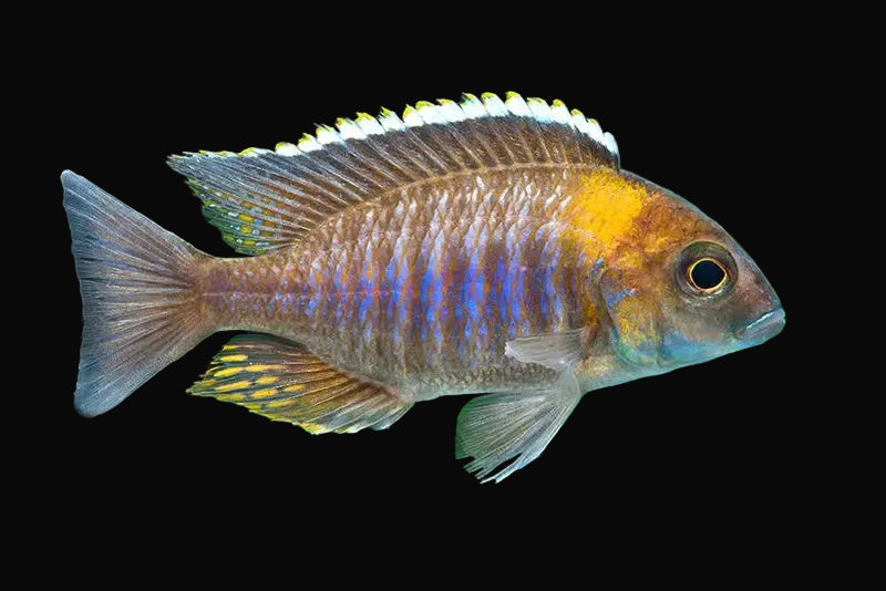 Makokola Lethrinops (Lethrinops micrentodon "Makokola")