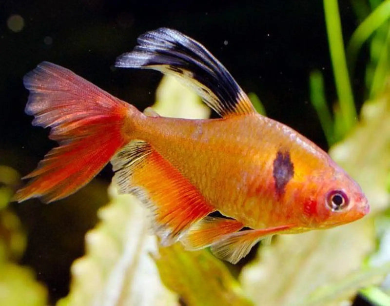 Long fin serpae tetra - livestock