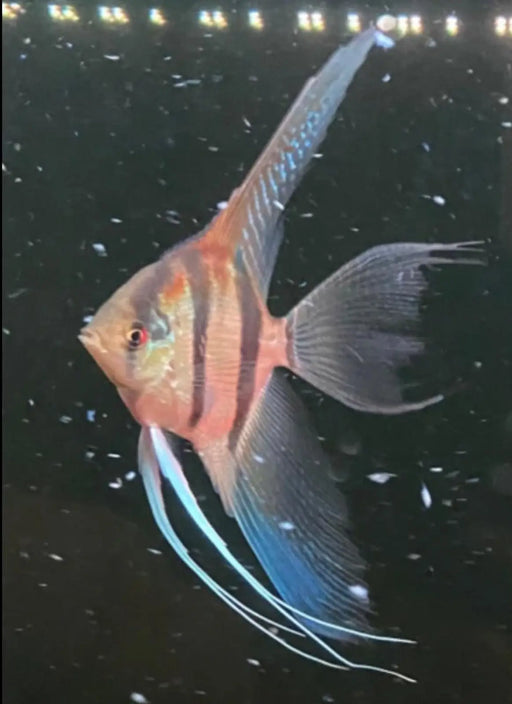 Longfin Red Back Altum-Type Angelfish - Topick Aquarium