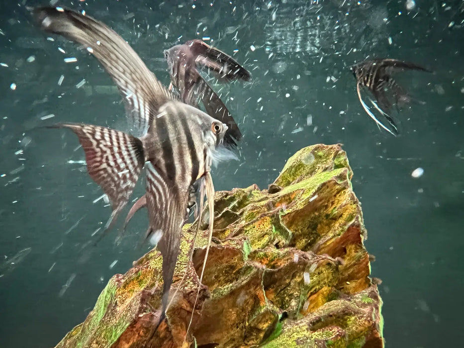 Longfin zebra angelfish - regular 4-5cm - livestock