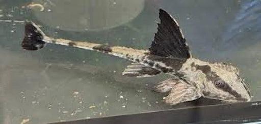 Loricaria sp. ’rio atabapo’ - livestock