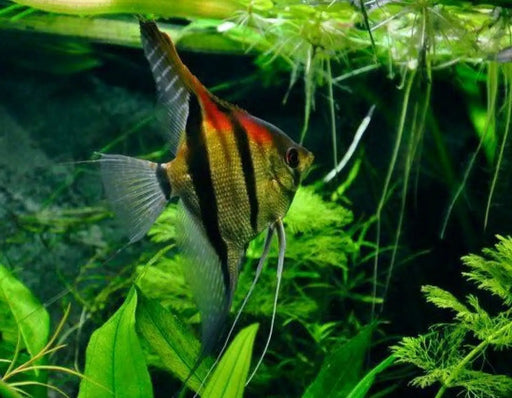 Manacapuru Red Back Angelfish - Topick Aquarium