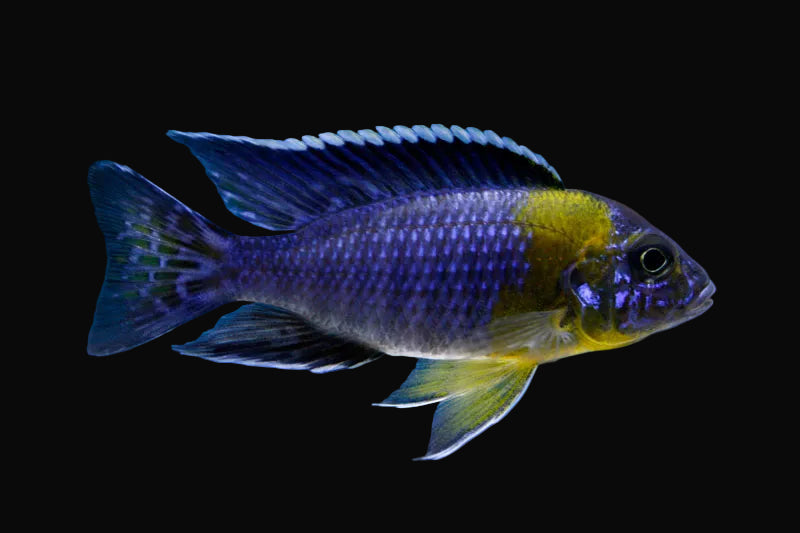 Maulana Bicolor Peacock (Aulonocara stuartgranti "Chitimba Bay" Maulana)