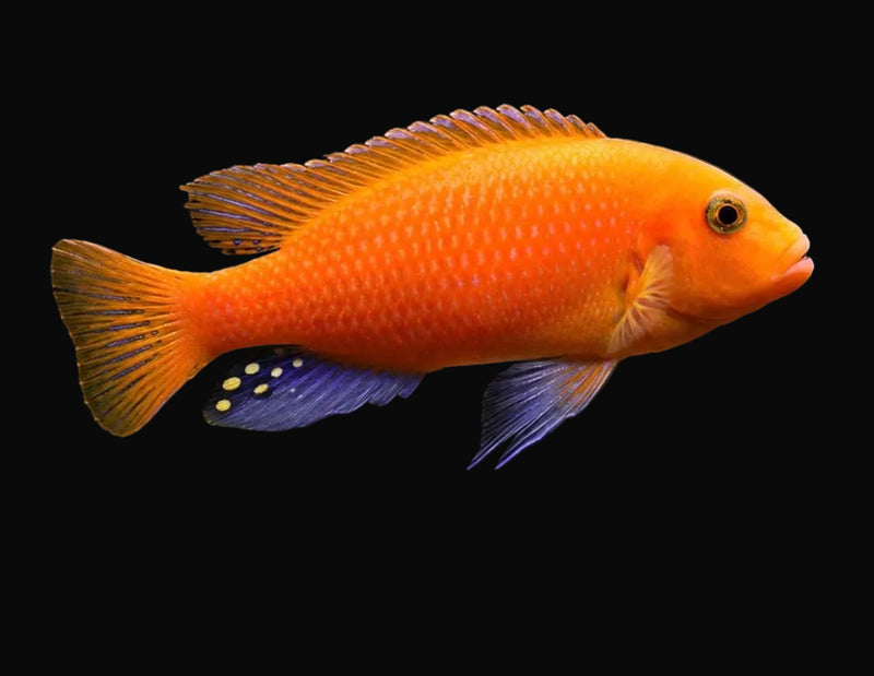 Red Zebra Cichlid (Maylandia estherae)