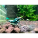 Metallic blue boa shrimp - livestock