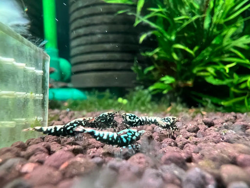 Metallic blue boa shrimp - livestock