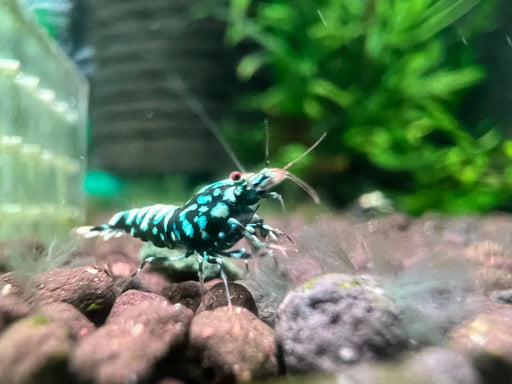 Metallic blue boa shrimp - livestock