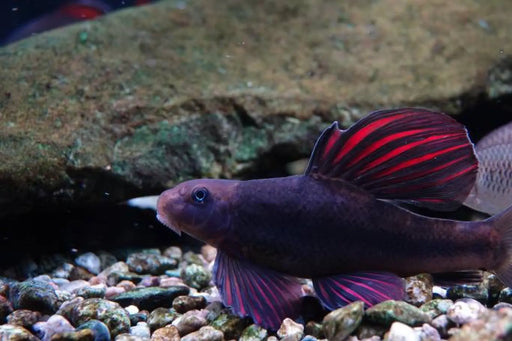 Microphysogobio tafangensis - single fish ~10cm